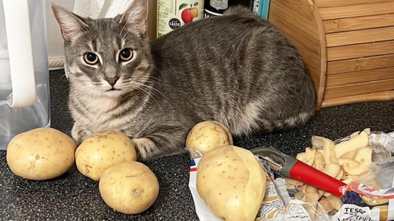 Helping To Find The Right Size Pot For A Recipe, Only The Finest Chefs Know The Importance Of Pre-Warming A Pot, You Just Fold In The Cheese., This Cupboard Is A Disaster., This Cat Holds The Coveted Position Of Juice Supervisor, Seriously, WHERE Is The Cinnamon?