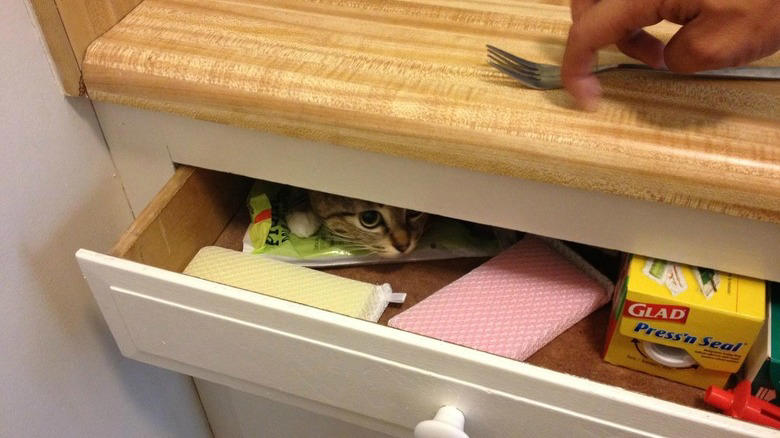 Helping To Find The Right Size Pot For A Recipe, Only The Finest Chefs Know The Importance Of Pre-Warming A Pot, You Just Fold In The Cheese., This Cupboard Is A Disaster., This Cat Holds The Coveted Position Of Juice Supervisor, Seriously, WHERE Is The Cinnamon?