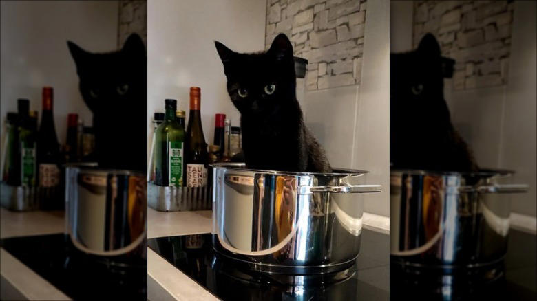 Helping To Find The Right Size Pot For A Recipe, Only The Finest Chefs Know The Importance Of Pre-Warming A Pot, You Just Fold In The Cheese., This Cupboard Is A Disaster., This Cat Holds The Coveted Position Of Juice Supervisor, Seriously, WHERE Is The Cinnamon?