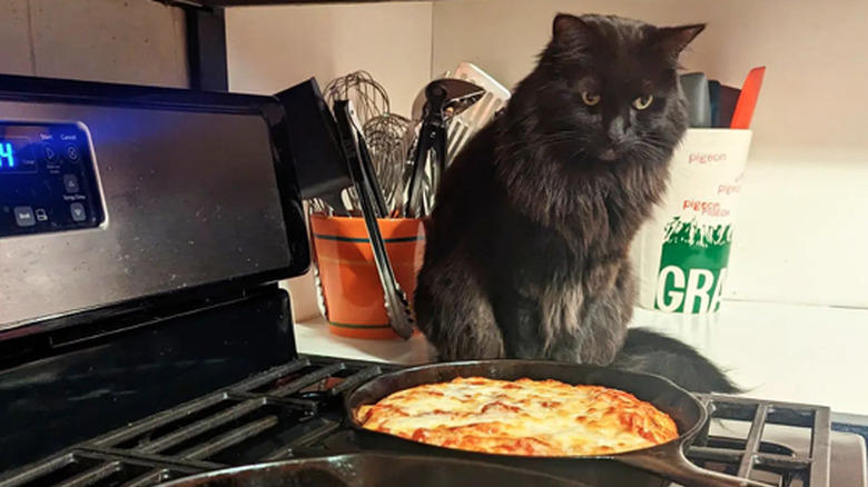 Helping To Find The Right Size Pot For A Recipe, Only The Finest Chefs Know The Importance Of Pre-Warming A Pot, You Just Fold In The Cheese., This Cupboard Is A Disaster., This Cat Holds The Coveted Position Of Juice Supervisor, Seriously, WHERE Is The Cinnamon?