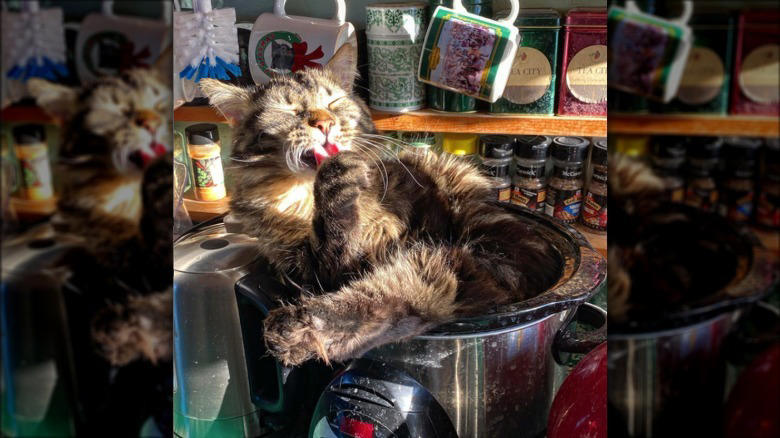 Helping To Find The Right Size Pot For A Recipe, Only The Finest Chefs Know The Importance Of Pre-Warming A Pot, You Just Fold In The Cheese., This Cupboard Is A Disaster., This Cat Holds The Coveted Position Of Juice Supervisor, Seriously, WHERE Is The Cinnamon?