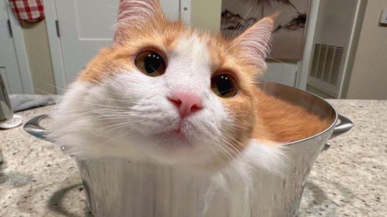 Helping To Find The Right Size Pot For A Recipe, Only The Finest Chefs Know The Importance Of Pre-Warming A Pot, You Just Fold In The Cheese., This Cupboard Is A Disaster., This Cat Holds The Coveted Position Of Juice Supervisor, Seriously, WHERE Is The Cinnamon?