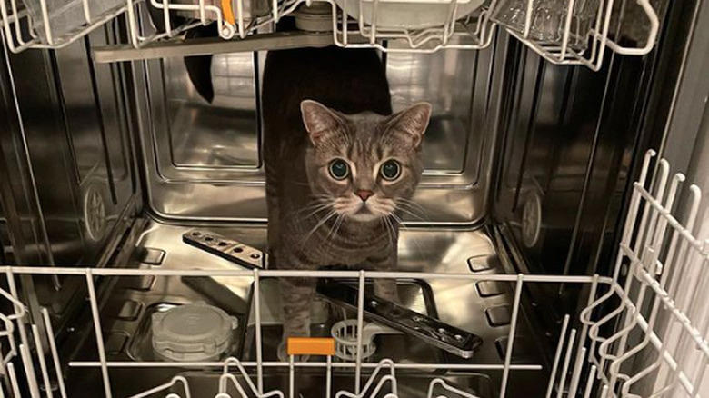 Helping To Find The Right Size Pot For A Recipe, Only The Finest Chefs Know The Importance Of Pre-Warming A Pot, You Just Fold In The Cheese., This Cupboard Is A Disaster., This Cat Holds The Coveted Position Of Juice Supervisor, Seriously, WHERE Is The Cinnamon?