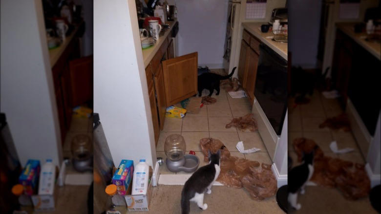 Helping To Find The Right Size Pot For A Recipe, Only The Finest Chefs Know The Importance Of Pre-Warming A Pot, You Just Fold In The Cheese., This Cupboard Is A Disaster., This Cat Holds The Coveted Position Of Juice Supervisor, Seriously, WHERE Is The Cinnamon?