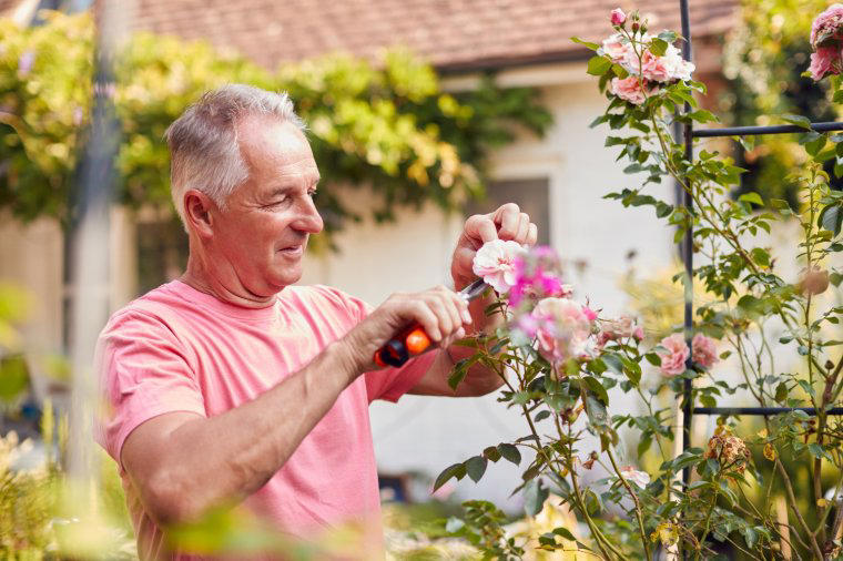 Bafflingly diverse Bafflingly diverse, Modern means post-1860, Keeping plants to size, Patio roses and ground-cover roses