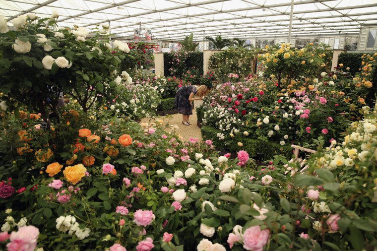 Patio roses and ground-cover roses Bafflingly diverse, Modern means post-1860, Keeping plants to size, Patio roses and ground-cover roses