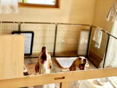 犬が『暇すぎる』と言っているときにみせるサイン5選, 1.落ち着きのない行動をみせる, 2.あくびをする, 3.「ふんっ」と短いため息を吐く, 4.関心を引くために問題行動を起こす, 5.飼い主の周りをウロウロする, 犬の退屈を紛らわすための工夫とは