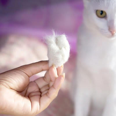 猫の換毛期はいつ？, 1.ブラッシング, 2.こまめな掃除, 3.シャンプーやサマーカット