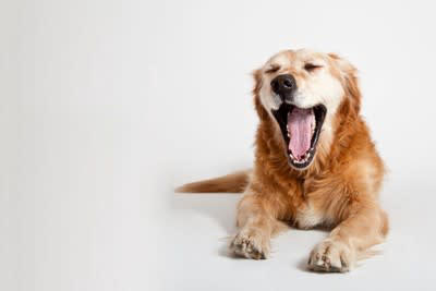 犬が『暇すぎる』と言っているときにみせるサイン5選, 1.落ち着きのない行動をみせる, 2.あくびをする, 3.「ふんっ」と短いため息を吐く, 4.関心を引くために問題行動を起こす, 5.飼い主の周りをウロウロする, 犬の退屈を紛らわすための工夫とは