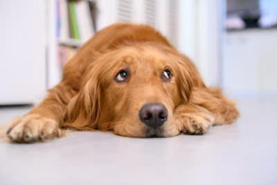 犬が『暇すぎる』と言っているときにみせるサイン5選, 1.落ち着きのない行動をみせる, 2.あくびをする, 3.「ふんっ」と短いため息を吐く, 4.関心を引くために問題行動を起こす, 5.飼い主の周りをウロウロする, 犬の退屈を紛らわすための工夫とは