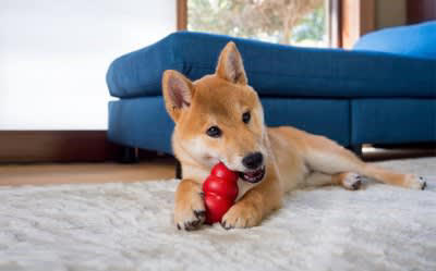 犬が『暇すぎる』と言っているときにみせるサイン5選, 1.落ち着きのない行動をみせる, 2.あくびをする, 3.「ふんっ」と短いため息を吐く, 4.関心を引くために問題行動を起こす, 5.飼い主の周りをウロウロする, 犬の退屈を紛らわすための工夫とは