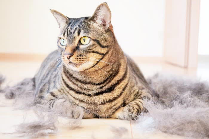 猫の換毛期はいつ？, 1.ブラッシング, 2.こまめな掃除, 3.シャンプーやサマーカット