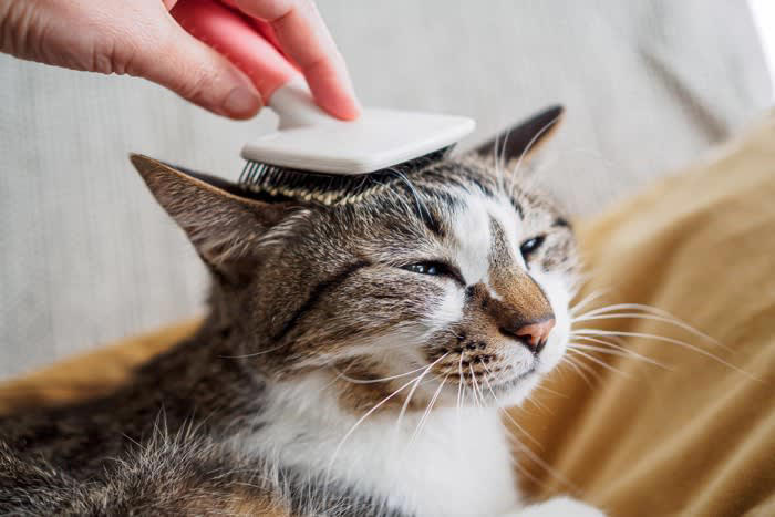 猫の換毛期はいつ？, 1.ブラッシング, 2.こまめな掃除, 3.シャンプーやサマーカット