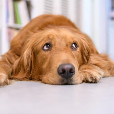犬が『暇すぎる』と言っているときにみせるサイン5選, 1.落ち着きのない行動をみせる, 2.あくびをする, 3.「ふんっ」と短いため息を吐く, 4.関心を引くために問題行動を起こす, 5.飼い主の周りをウロウロする, 犬の退屈を紛らわすための工夫とは