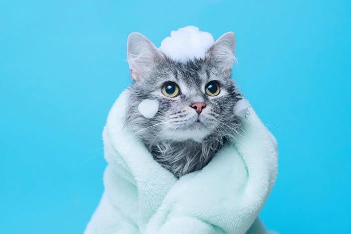 猫の換毛期はいつ？, 1.ブラッシング, 2.こまめな掃除, 3.シャンプーやサマーカット