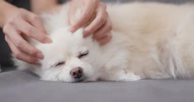 犬が『暇すぎる』と言っているときにみせるサイン5選, 1.落ち着きのない行動をみせる, 2.あくびをする, 3.「ふんっ」と短いため息を吐く, 4.関心を引くために問題行動を起こす, 5.飼い主の周りをウロウロする, 犬の退屈を紛らわすための工夫とは