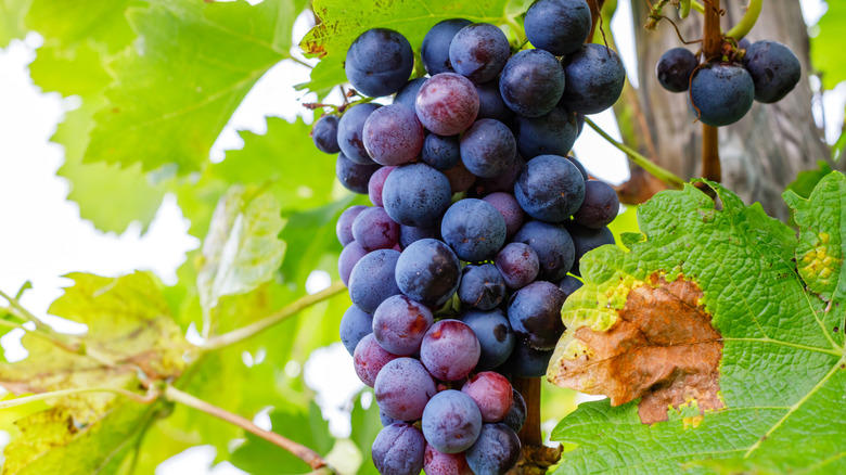 Moon Drops, Lemberger Aka Blaufränkisch, Sweet Jubilee, Champagne Aka Black Corinth, Crimson Seedless, Riesling, Gewürztraminer, Moon Ball, Sultana Aka Thompson Seedless, Fry Muscadine, Thomcord, Canadice, Autumn Royal, Tear Drops Aka Funny Fingers, Red Muscat, Black Muscat, Gum Drops, Faith Grapes