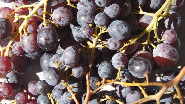 Moon Drops, Lemberger Aka Blaufränkisch, Sweet Jubilee, Champagne Aka Black Corinth, Crimson Seedless, Riesling, Gewürztraminer, Moon Ball, Sultana Aka Thompson Seedless, Fry Muscadine, Thomcord, Canadice, Autumn Royal, Tear Drops Aka Funny Fingers, Red Muscat, Black Muscat, Gum Drops, Faith Grapes