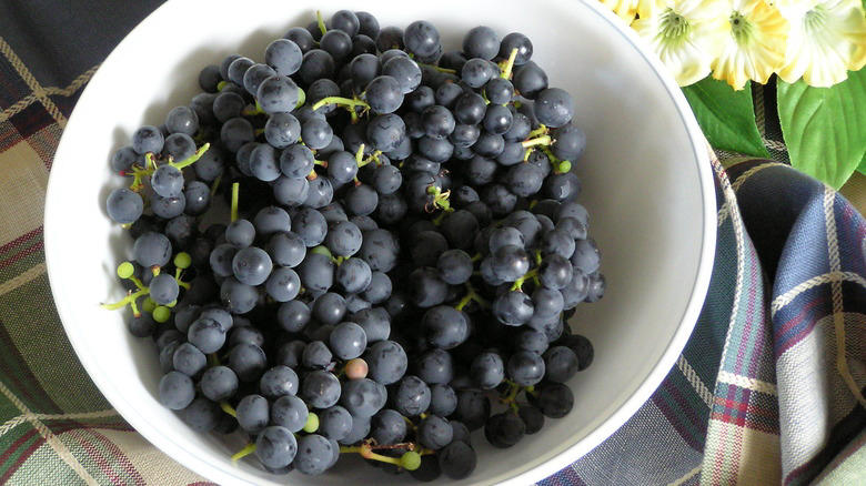 Moon Drops, Lemberger Aka Blaufränkisch, Sweet Jubilee, Champagne Aka Black Corinth, Crimson Seedless, Riesling, Gewürztraminer, Moon Ball, Sultana Aka Thompson Seedless, Fry Muscadine, Thomcord, Canadice, Autumn Royal, Tear Drops Aka Funny Fingers, Red Muscat, Black Muscat, Gum Drops, Faith Grapes