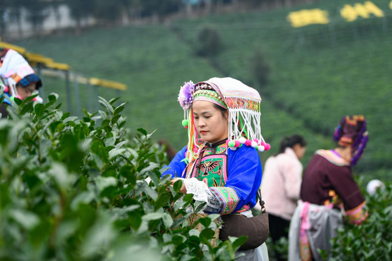 The top tea-producing countries in the world Cameroon, Malaysia, Thailand, Bangladesh, Sri Lanka