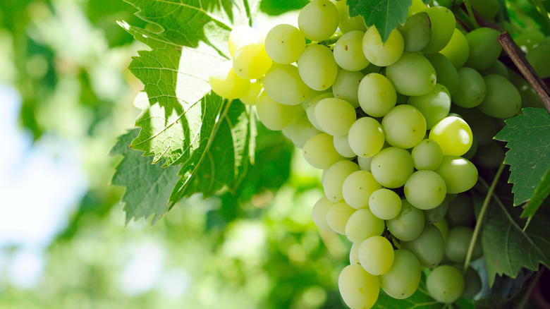 Moon Drops, Lemberger Aka Blaufränkisch, Sweet Jubilee, Champagne Aka Black Corinth, Crimson Seedless, Riesling, Gewürztraminer, Moon Ball, Sultana Aka Thompson Seedless, Fry Muscadine, Thomcord, Canadice, Autumn Royal, Tear Drops Aka Funny Fingers, Red Muscat, Black Muscat, Gum Drops, Faith Grapes