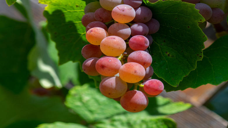 Moon Drops, Lemberger Aka Blaufränkisch, Sweet Jubilee, Champagne Aka Black Corinth, Crimson Seedless, Riesling, Gewürztraminer, Moon Ball, Sultana Aka Thompson Seedless, Fry Muscadine, Thomcord, Canadice, Autumn Royal, Tear Drops Aka Funny Fingers, Red Muscat, Black Muscat, Gum Drops, Faith Grapes