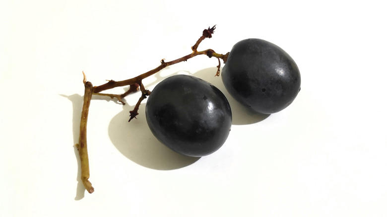 Moon Drops, Lemberger Aka Blaufränkisch, Sweet Jubilee, Champagne Aka Black Corinth, Crimson Seedless, Riesling, Gewürztraminer, Moon Ball, Sultana Aka Thompson Seedless, Fry Muscadine, Thomcord, Canadice, Autumn Royal, Tear Drops Aka Funny Fingers, Red Muscat, Black Muscat, Gum Drops, Faith Grapes