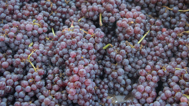 Moon Drops, Lemberger Aka Blaufränkisch, Sweet Jubilee, Champagne Aka Black Corinth, Crimson Seedless, Riesling, Gewürztraminer, Moon Ball, Sultana Aka Thompson Seedless, Fry Muscadine, Thomcord, Canadice, Autumn Royal, Tear Drops Aka Funny Fingers, Red Muscat, Black Muscat, Gum Drops, Faith Grapes