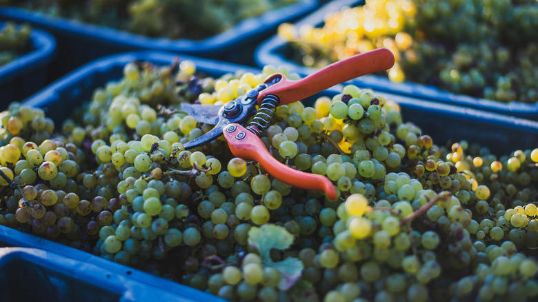 Moon Drops, Lemberger Aka Blaufränkisch, Sweet Jubilee, Champagne Aka Black Corinth, Crimson Seedless, Riesling, Gewürztraminer, Moon Ball, Sultana Aka Thompson Seedless, Fry Muscadine, Thomcord, Canadice, Autumn Royal, Tear Drops Aka Funny Fingers, Red Muscat, Black Muscat, Gum Drops, Faith Grapes