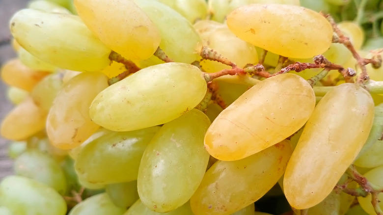 Moon Drops, Lemberger Aka Blaufränkisch, Sweet Jubilee, Champagne Aka Black Corinth, Crimson Seedless, Riesling, Gewürztraminer, Moon Ball, Sultana Aka Thompson Seedless, Fry Muscadine, Thomcord, Canadice, Autumn Royal, Tear Drops Aka Funny Fingers, Red Muscat, Black Muscat, Gum Drops, Faith Grapes