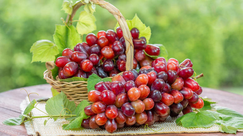 Moon Drops, Lemberger Aka Blaufränkisch, Sweet Jubilee, Champagne Aka Black Corinth, Crimson Seedless, Riesling, Gewürztraminer, Moon Ball, Sultana Aka Thompson Seedless, Fry Muscadine, Thomcord, Canadice, Autumn Royal, Tear Drops Aka Funny Fingers, Red Muscat, Black Muscat, Gum Drops, Faith Grapes