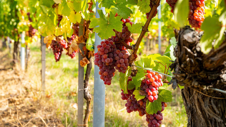 Moon Drops, Lemberger Aka Blaufränkisch, Sweet Jubilee, Champagne Aka Black Corinth, Crimson Seedless, Riesling, Gewürztraminer, Moon Ball, Sultana Aka Thompson Seedless, Fry Muscadine, Thomcord, Canadice, Autumn Royal, Tear Drops Aka Funny Fingers, Red Muscat, Black Muscat, Gum Drops, Faith Grapes
