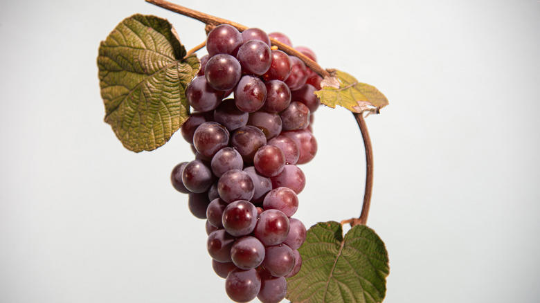 Moon Drops, Lemberger Aka Blaufränkisch, Sweet Jubilee, Champagne Aka Black Corinth, Crimson Seedless, Riesling, Gewürztraminer, Moon Ball, Sultana Aka Thompson Seedless, Fry Muscadine, Thomcord, Canadice, Autumn Royal, Tear Drops Aka Funny Fingers, Red Muscat, Black Muscat, Gum Drops, Faith Grapes