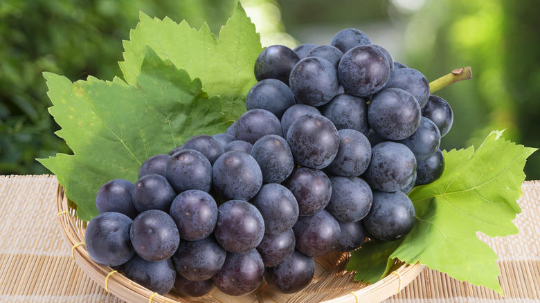 Moon Drops, Lemberger Aka Blaufränkisch, Sweet Jubilee, Champagne Aka Black Corinth, Crimson Seedless, Riesling, Gewürztraminer, Moon Ball, Sultana Aka Thompson Seedless, Fry Muscadine, Thomcord, Canadice, Autumn Royal, Tear Drops Aka Funny Fingers, Red Muscat, Black Muscat, Gum Drops, Faith Grapes