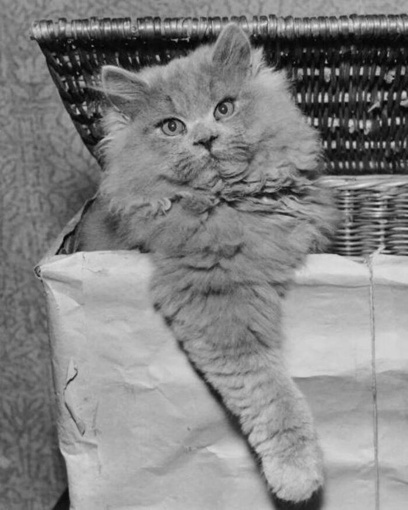 #39 1956 #1 Worthing, United Kingdom, 1956, #3 Skibotn, Norway, 1967, #11 1960s, #13 1872, #15 1922, #17 London, United Kingdom, 1957, #19 1960, #21 1972, #23 1968, #25 1971, #27 Around 1912, #29 United States, 1955, #31 Paris, France, 1951, #33 Paris, France, 1952, #35 Whittlesey, United Kingdom, 1961, #37 1953, #39 1956, #41 Shot Taken Around 1954, #43 1953, #45 1955, #47 1906