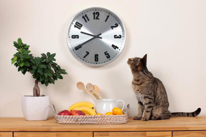 1.猫は小刻みに食事をとる, 2.「母に教わった味」が好みの味になる, 3.理想の温度は38℃, 4.狩り（遊び）と食事を結びつける