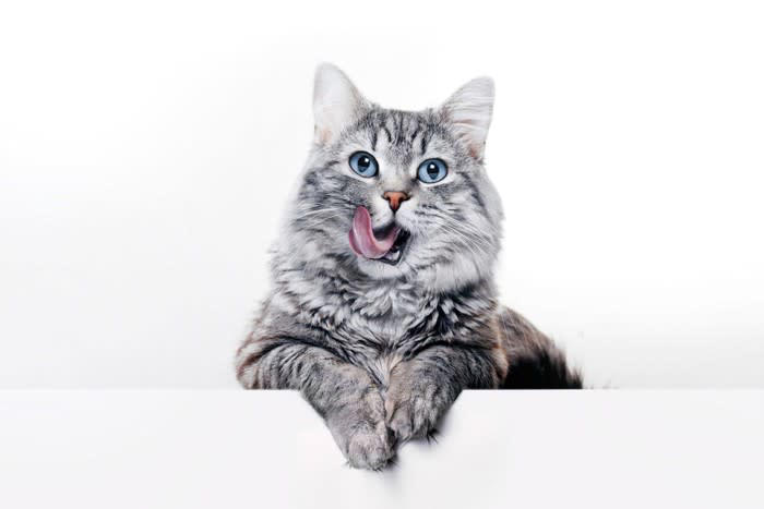 1.猫は小刻みに食事をとる, 2.「母に教わった味」が好みの味になる, 3.理想の温度は38℃, 4.狩り（遊び）と食事を結びつける