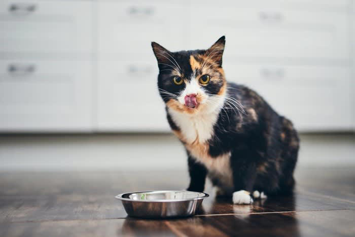 1.猫は小刻みに食事をとる, 2.「母に教わった味」が好みの味になる, 3.理想の温度は38℃, 4.狩り（遊び）と食事を結びつける