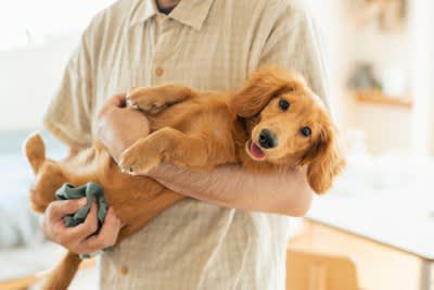 犬を飼っていると飼い主の死亡リスクが下がる理由, 1.運動習慣が身につく, 2.幸せホルモンが分泌される, 3.犬を通じた社会的な繋がりを持つことができる, 犬が飼い主の死亡リスクを下げる研究結果