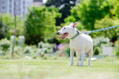 犬を飼っていると飼い主の死亡リスクが下がる理由, 1.運動習慣が身につく, 2.幸せホルモンが分泌される, 3.犬を通じた社会的な繋がりを持つことができる, 犬が飼い主の死亡リスクを下げる研究結果