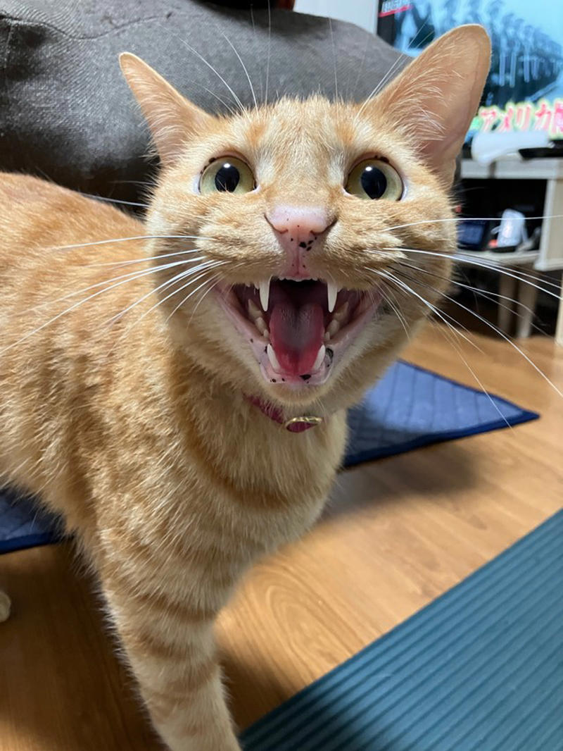 「かわいいですね〜！」他の従業員の皆さんも写真を共有, 「食いしん坊」で「暴れん坊」で「甘えん坊」, 帰宅時は頭突きでお出迎え！, 「前の家より楽しそう」なむぎくん, うれしいニュースも！