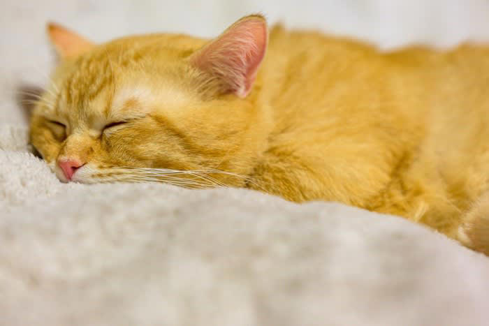 ウールサッキングとは？, 猫がウールサッキングをする4つの原因, 2.ストレスや不安の解消, 3.猫種や性格による影響, 4.栄養不足や健康トラブル, ウールサッキングが危険な理由