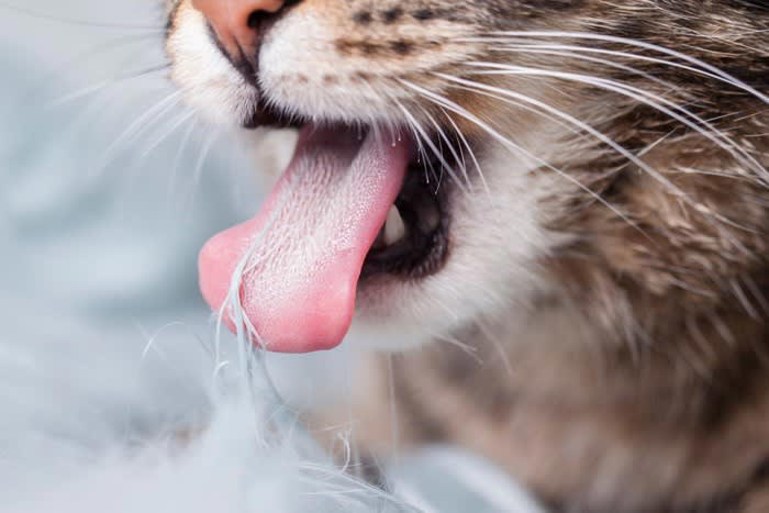 ウールサッキングとは？, 猫がウールサッキングをする4つの原因, 2.ストレスや不安の解消, 3.猫種や性格による影響, 4.栄養不足や健康トラブル, ウールサッキングが危険な理由