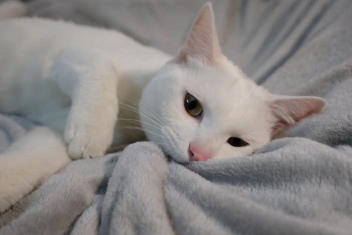 ウールサッキングとは？, 猫がウールサッキングをする4つの原因, 2.ストレスや不安の解消, 3.猫種や性格による影響, 4.栄養不足や健康トラブル, ウールサッキングが危険な理由