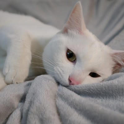 ウールサッキングとは？, 猫がウールサッキングをする4つの原因, 2.ストレスや不安の解消, 3.猫種や性格による影響, 4.栄養不足や健康トラブル, ウールサッキングが危険な理由