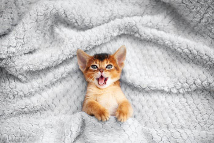 ウールサッキングとは？, 猫がウールサッキングをする4つの原因, 2.ストレスや不安の解消, 3.猫種や性格による影響, 4.栄養不足や健康トラブル, ウールサッキングが危険な理由