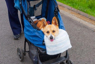 犬のシニア期は7〜8歳ごろに突入する, 犬が『年老いた』ときにできなくなること5選, 1.高低差のある場所への昇降が難しい, 2.足の筋力を使った動きが難しくなる, 3.トイレでの排泄の失敗, 4.感覚器官で周囲の状況を判断できなくなる, 5.あらゆる認知能力の衰え, 年老いた愛犬と接するときに気をつけるべきこと