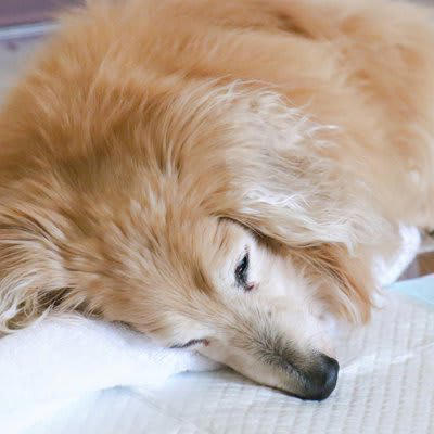 犬のシニア期は7〜8歳ごろに突入する, 犬が『年老いた』ときにできなくなること5選, 1.高低差のある場所への昇降が難しい, 2.足の筋力を使った動きが難しくなる, 3.トイレでの排泄の失敗, 4.感覚器官で周囲の状況を判断できなくなる, 5.あらゆる認知能力の衰え, 年老いた愛犬と接するときに気をつけるべきこと