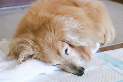 犬のシニア期は7〜8歳ごろに突入する, 犬が『年老いた』ときにできなくなること5選, 1.高低差のある場所への昇降が難しい, 2.足の筋力を使った動きが難しくなる, 3.トイレでの排泄の失敗, 4.感覚器官で周囲の状況を判断できなくなる, 5.あらゆる認知能力の衰え, 年老いた愛犬と接するときに気をつけるべきこと