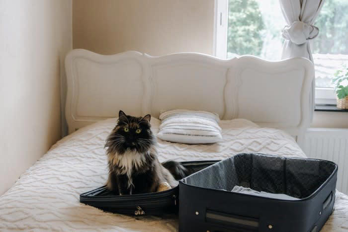 ペットホテルに預けられた猫の3つの心理, 1.知らない場所への「緊張」, 2.飼い主と離れる「さみしさ」, 3.スタッフやほかの動物への「興味と不安」, 猫に安心してもらうための工夫